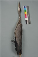 藏品(蒼鷺)的圖片